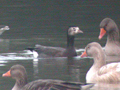 Barnacle Goose x Lesser White-fronted Goose hybrid